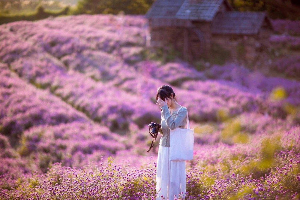 Phát hiện vườn hoa bách nhật nở rộ, đẹp như trời Âu giữa Hà Nội - ảnh 1