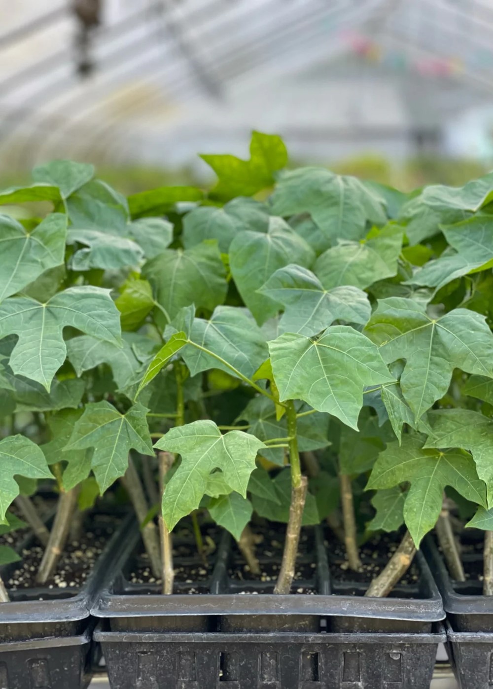 Việt Nam có loại rau ngọt như mì chính, cực nhiều dinh dưỡng nhưng tiếc là ít người biết đến để ăn - ảnh 2