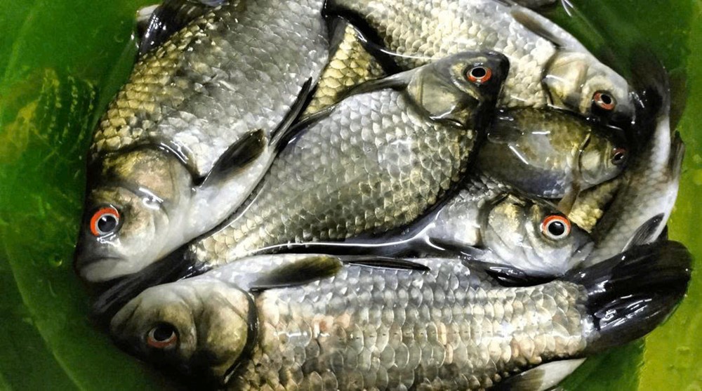 Láng giềng Việt Nam chỉnh sửa gen tạo nên cá diếc không xương dăm, đột phá sinh học khiến giới khoa học sửng sốt - ảnh 1