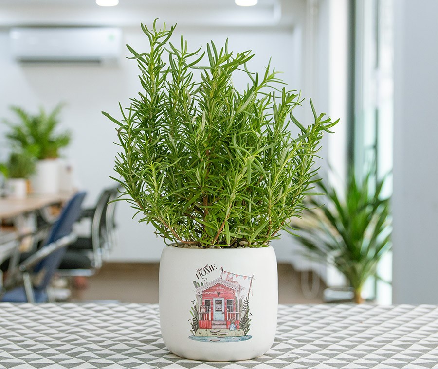 Năm 2026, chọn cây cảnh nào để vừa hút tài lộc, vừa thanh lọc không khí cho không gian sống - ảnh 4