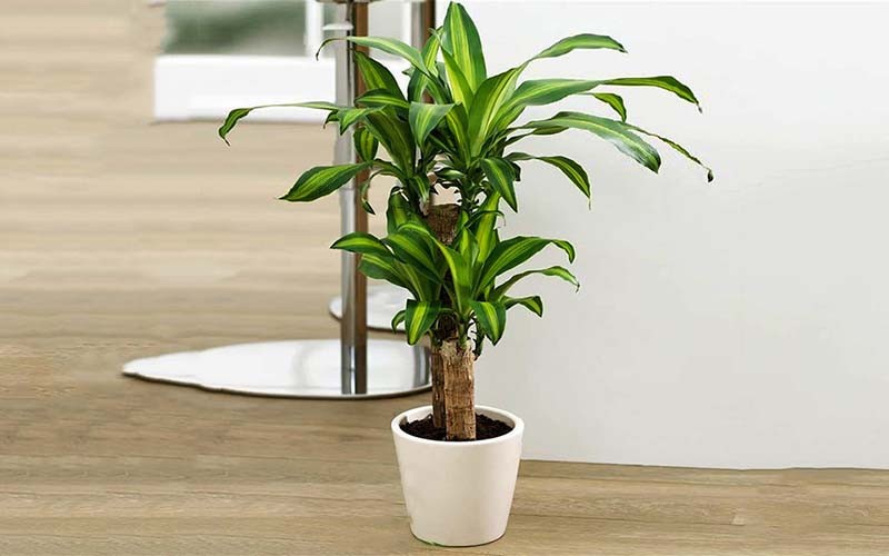 Năm 2026, chọn cây cảnh nào để vừa hút tài lộc, vừa thanh lọc không khí cho không gian sống - ảnh 1