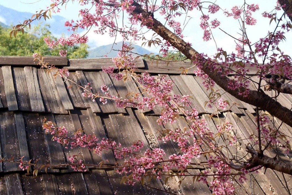 Ngôi làng miền biên viễn xứ Nghệ được ví như 'Nhật Bản thu nhỏ', sở hữu cảnh đẹp đến nao lòng - ảnh 4