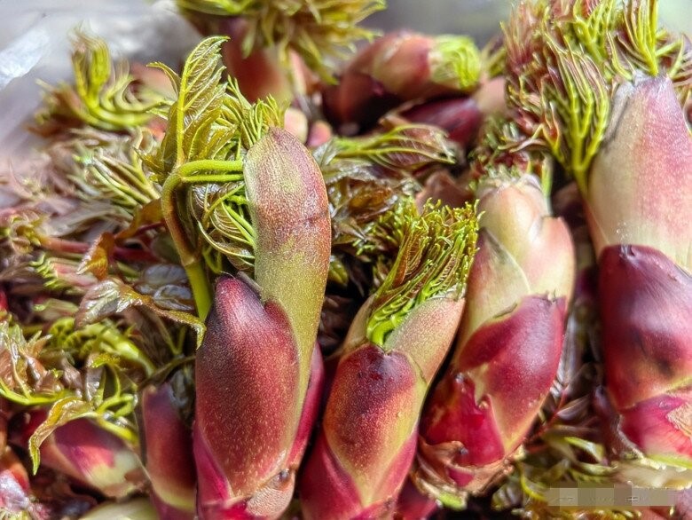 Loại rau rừng bổ tựa nhân sâm được săn lùng khắp châu Á, hóa ra mọc dại đầy ở Việt Nam - ảnh 3