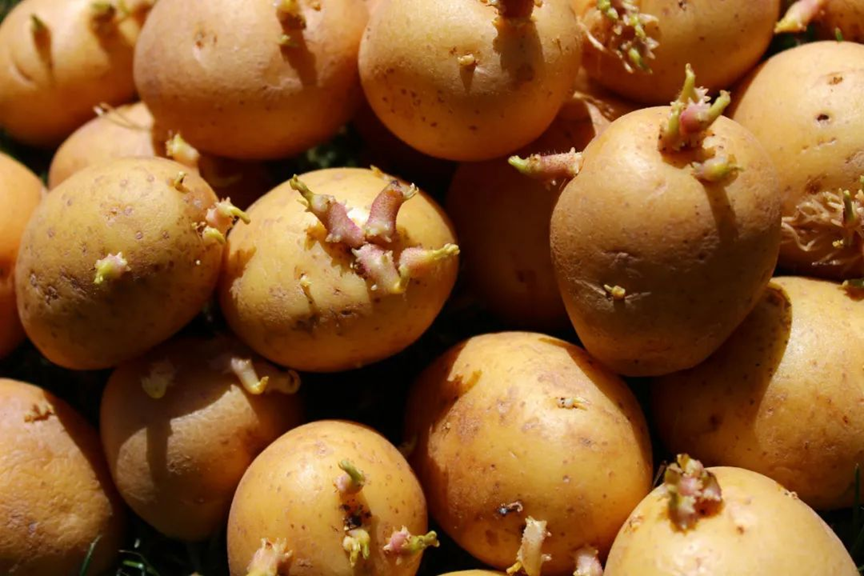 Tiếc của coi chừng rước họa: 7 loại thực phẩm trông 'chưa hỏng' nhưng tiềm ẩn độc tố nguy hiểm - ảnh 2