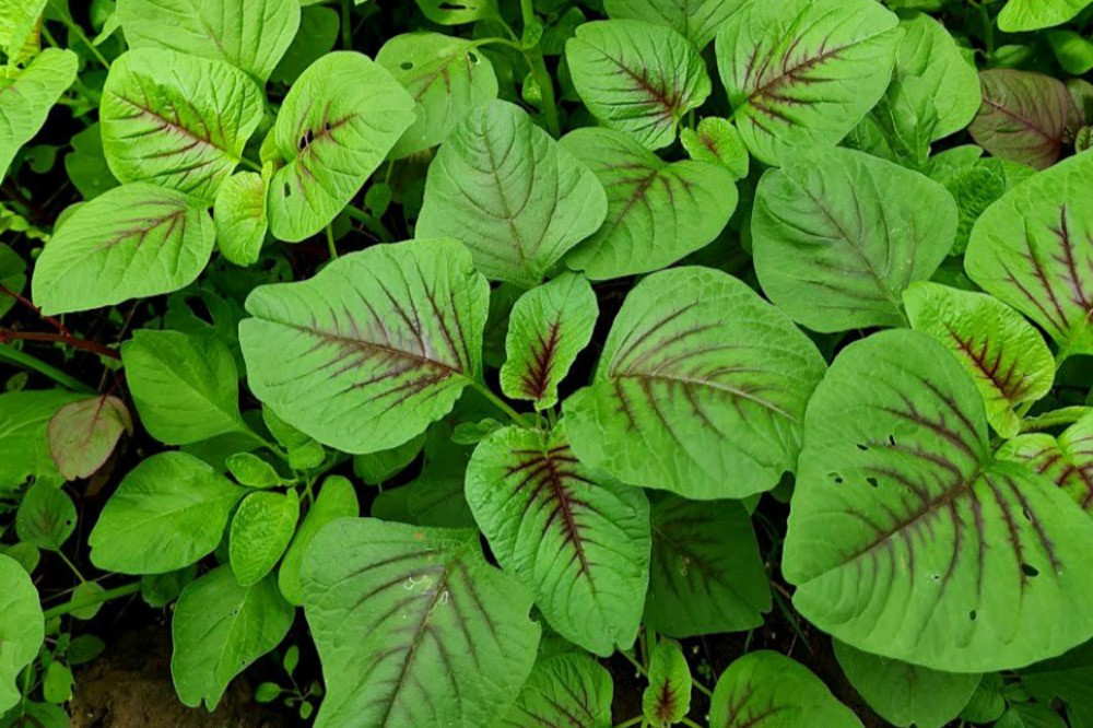 Chuyên gia chỉ ra những nhóm thực phẩm giàu canxi nên bổ sung gấp vào thực đơn - ảnh 3