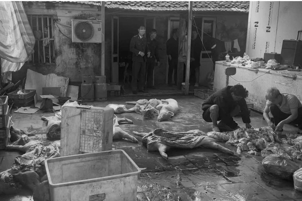 Khám xét nơi ở, khởi tố chủ lò mổ SN 1991 - ảnh 2