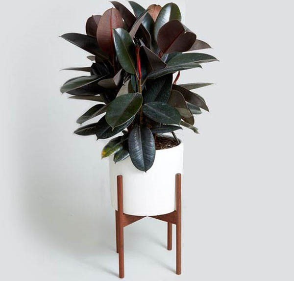 7 loại cây giúp không gian sống thoáng đãng, loại bỏ độc tố - ảnh 3