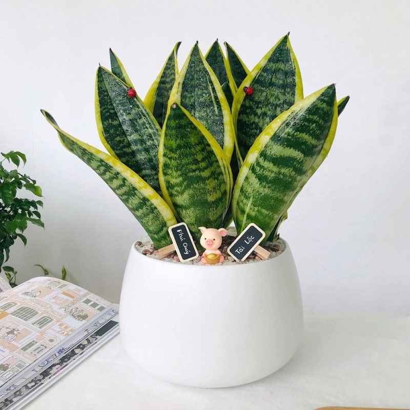 7 loại cây giúp không gian sống thoáng đãng, loại bỏ độc tố - ảnh 1