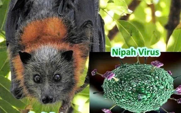 Nguy cơ bùng phát loại virus tỷ lệ tử vong tới 75%, không có vắc-xin, chuyên gia cảnh báo phải phòng tránh ngay từ đầu - ảnh 1