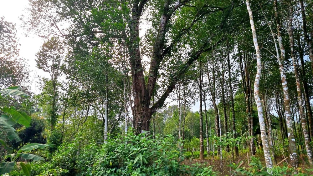 Rừng cây gỗ quý tuổi đời từ 50-90 năm, được trả hàng trăm triệu đồng vẫn không bán - ảnh 1