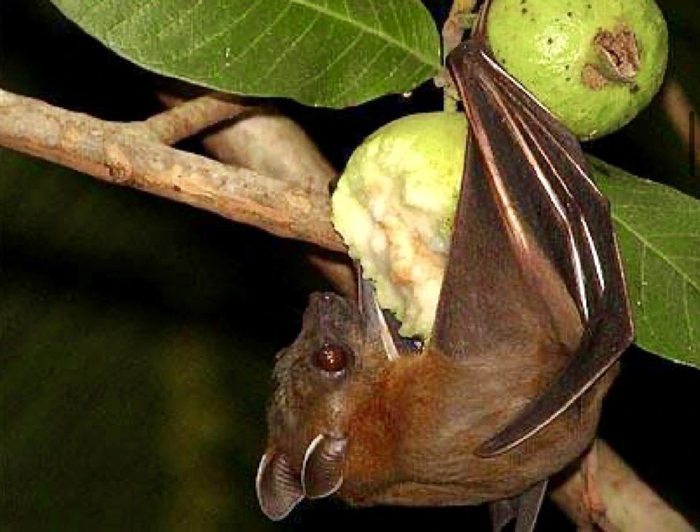 Bộ Y tế cảnh báo: Không ăn trái cây có dấu hiệu này nếu không muốn nhiễm virus Nipah - ảnh 1