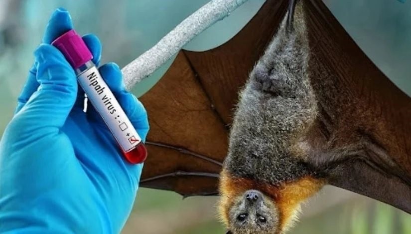 Tin vui: Trung Quốc tìm ra thuốc phòng chống virus Nipah hiệu quả - ảnh 1