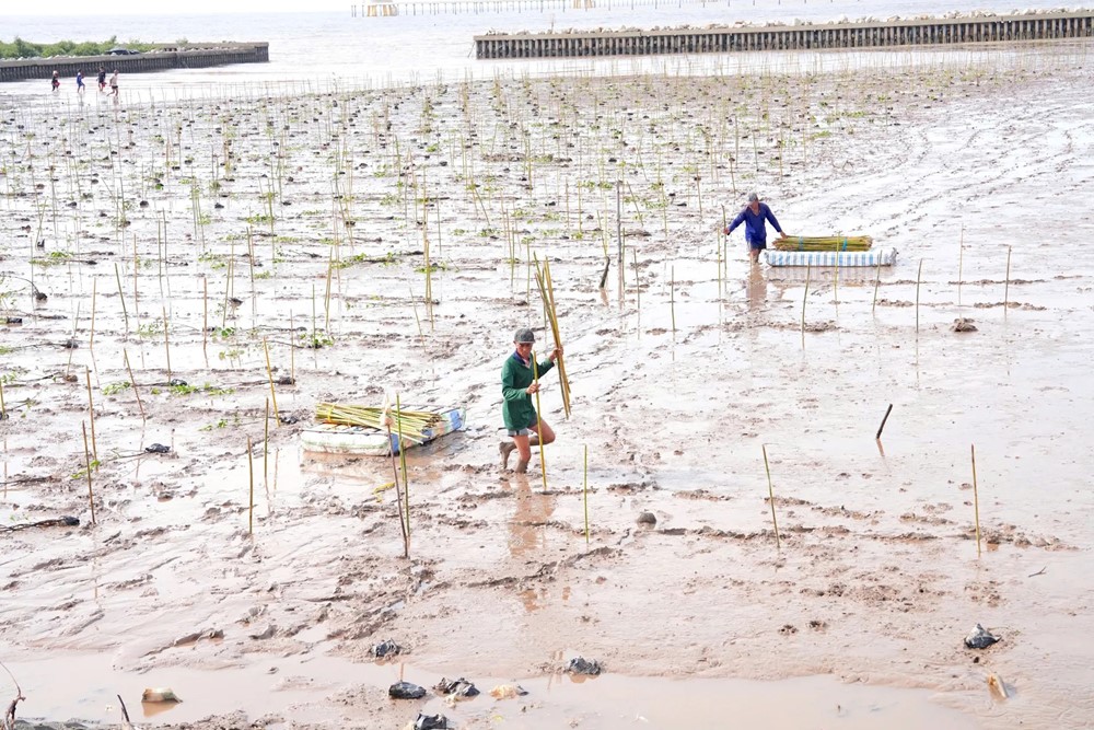 Trồng cây, phát triển rừng ngập mặn giúp bảo vệ tương lai bền vững tại Sóc Trăng - ảnh 4