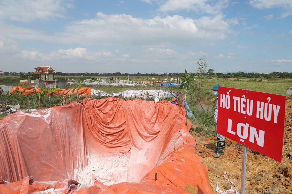 Phú Thọ: Phát hiện gần 38 tấn lợn chết bởi dịch tả lợn Châu Phi chuẩn bị tuồn ra thị trường - ảnh 3