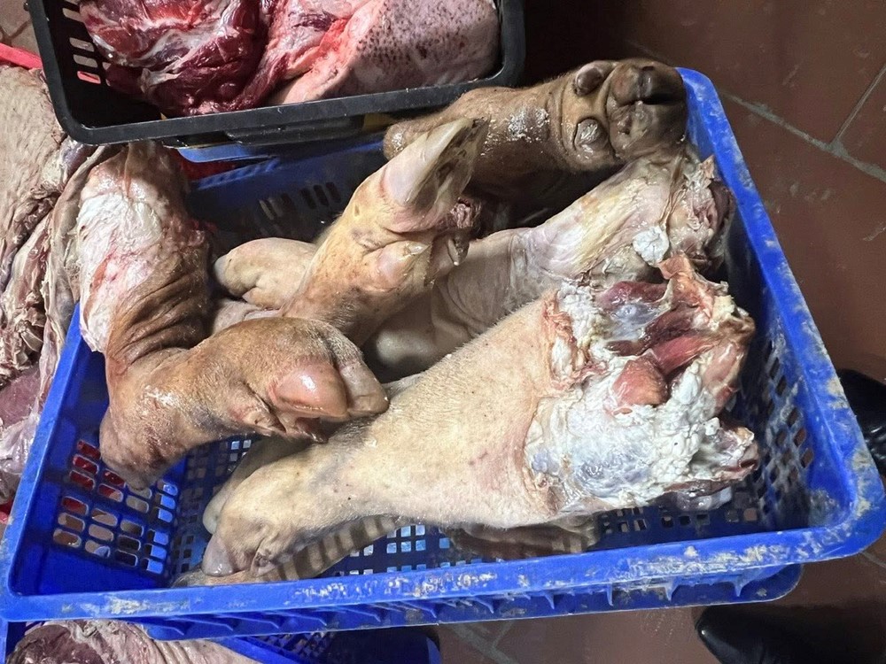 Phú Thọ: Phát hiện gần 38 tấn lợn chết bởi dịch tả lợn Châu Phi chuẩn bị tuồn ra thị trường - ảnh 2