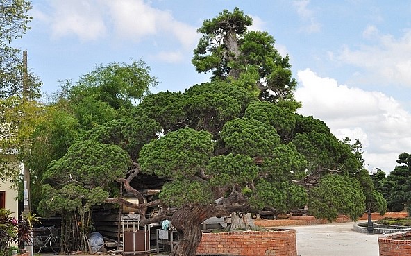 'Lâu đài' rộng bậc nhất Việt Nam, khuôn viên trồng hơn 1.000 cây quý giá hàng tỷ đồng của đại gia Trầm Bê - ảnh 5