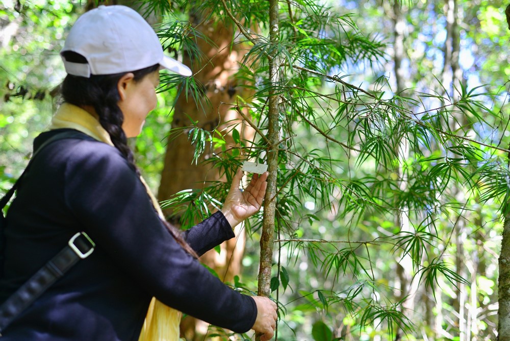 ‘Cây thần linh’ hàng nghìn năm tuổi thuộc loại quý hiếm bậc nhất thế giới chỉ có duy nhất ở Việt Nam, luôn được theo dõi đặc biệt - ảnh 3