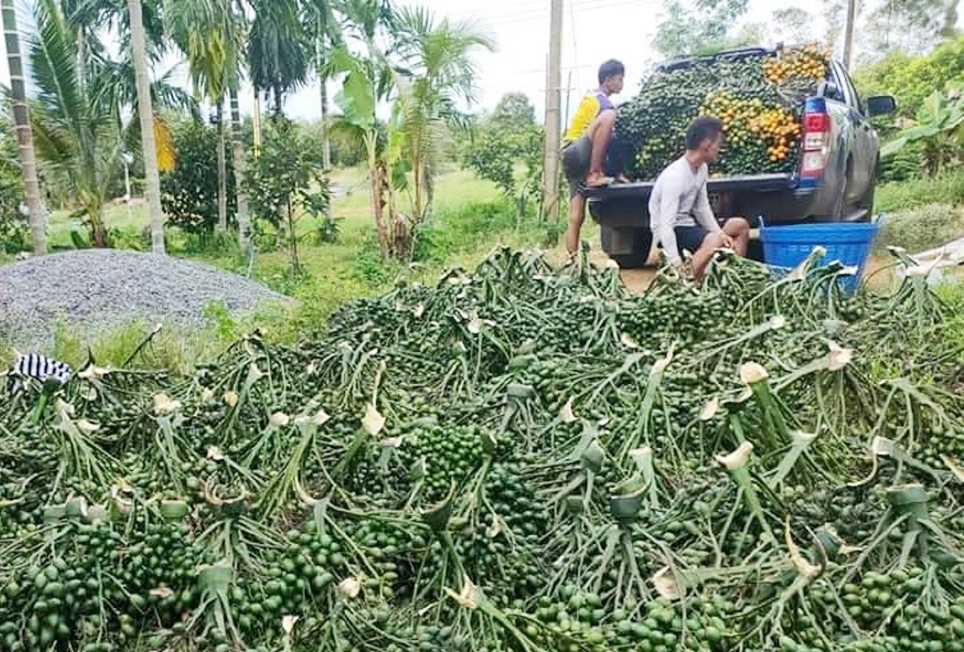 Loại quả giá rẻ của Việt Nam lại là thuốc quý đắt đỏ trên thế giới, được Trung Quốc thu mua rất mạnh - ảnh 1