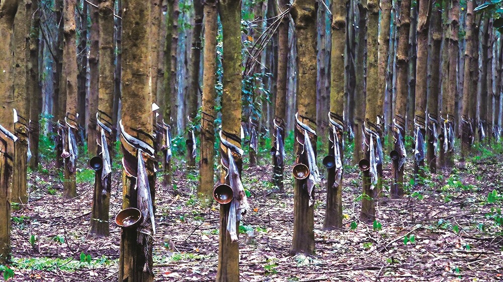 Loại cây ‘cho vàng trắng’ của Việt Nam đang được Malaysia ra sức săn lùng: Diện tích trồng gần cả triệu ha, đã xuất đi hơn 80 nước  - ảnh 1