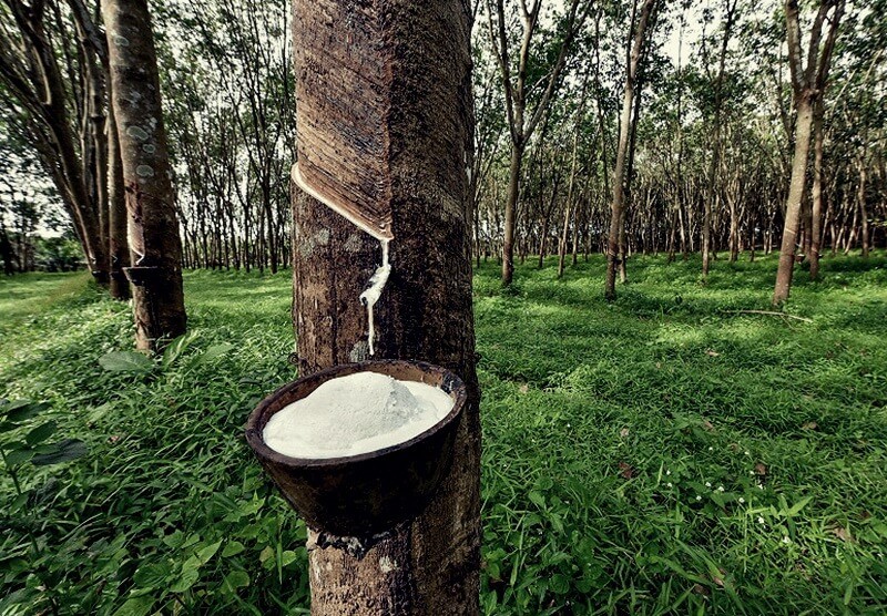 Loại cây ‘cho vàng trắng’ của Việt Nam đang được Malaysia ra sức săn lùng: Diện tích trồng gần cả triệu ha, đã xuất đi hơn 80 nước  - ảnh 2