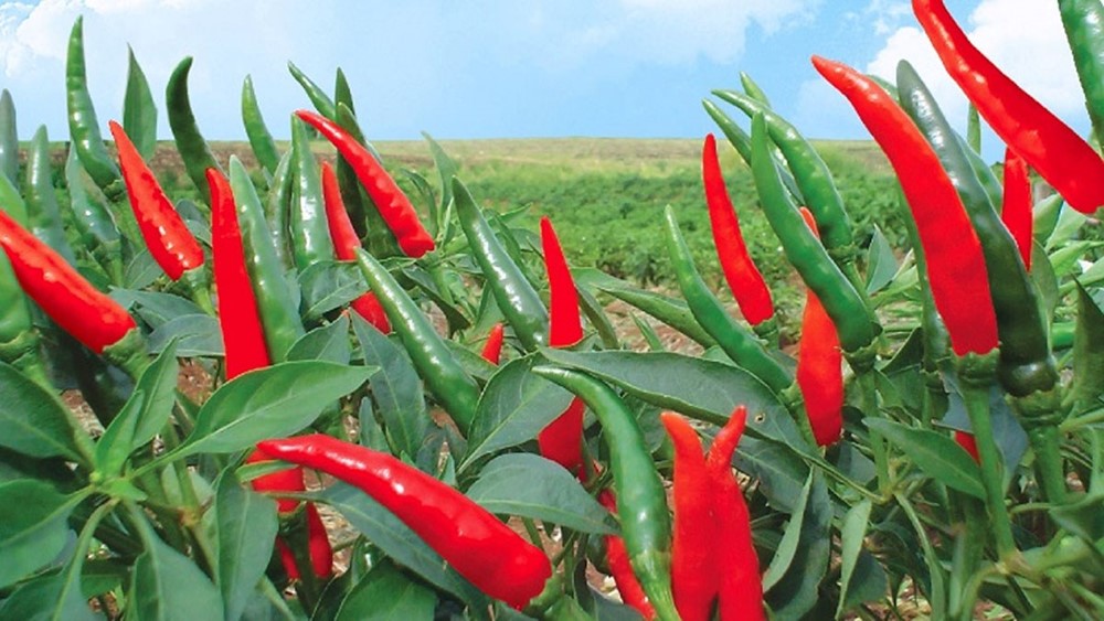 Loại quả vừa được CDC Mỹ gọi tên trong 'top rau củ quả tốt nhất thế giới': Việt Nam trồng khắp 3 miền, giá chỉ vài chục nghìn 1kg - ảnh 2