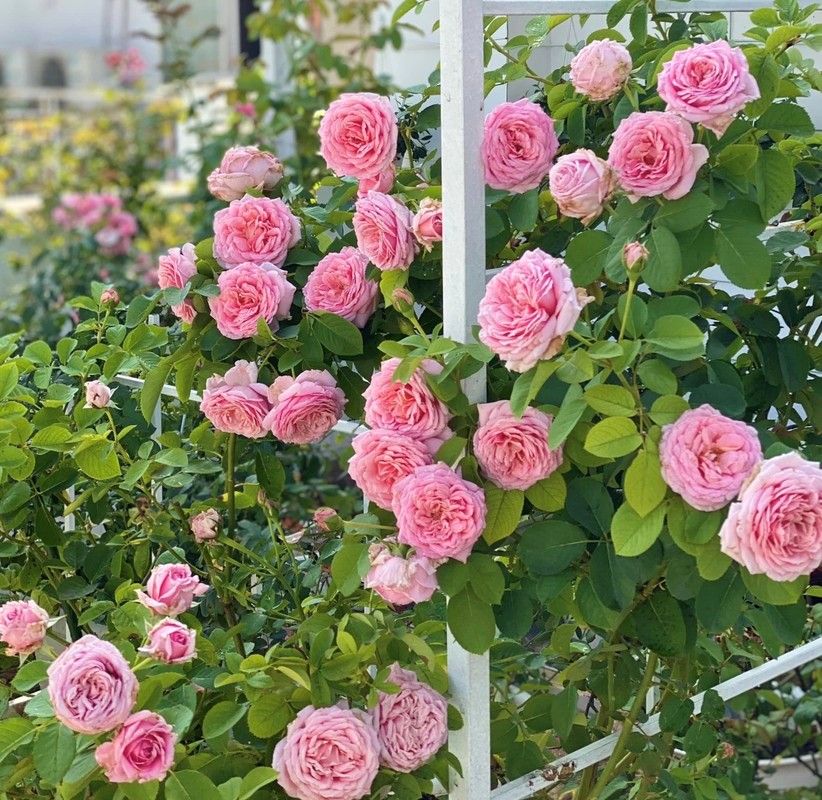 ‘Bạch dinh’ được định giá 21 tỷ của ‘MC nông dân’ Quyền Linh: Rộng 500m2, vườn hoa hồng ngoại như cổ tích - ảnh 6