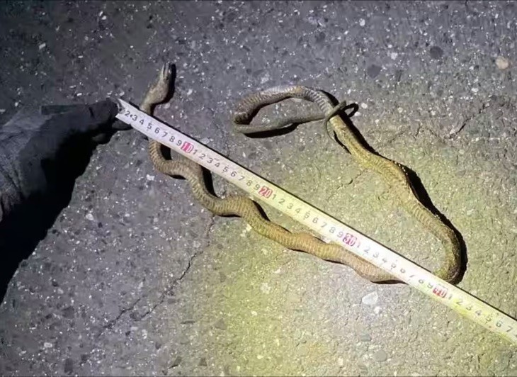 Một con rắn mắc kẹt trên dây điện khiến tuyến tàu cao tốc tấp nập bậc nhất đất nước bị tê liệt, hàng trăm người mắc kẹt  - ảnh 1