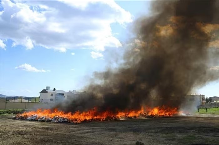 25.000 người dân trong cùng một thị trấn ‘phê’ cần sa ngoài ý muốn, nguyên nhân do cảnh sát - ảnh 1