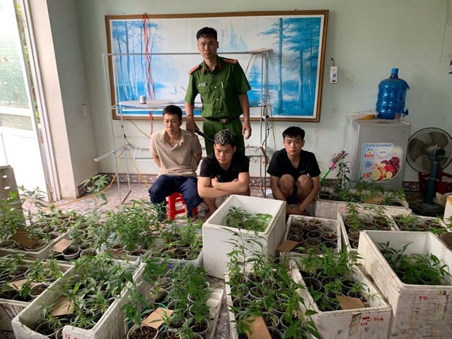 Công an thu giữ gần 320 cây cần sa được trồng trong nhà cựu sinh viên Đại học Bách Khoa Hà Nội - ảnh 1