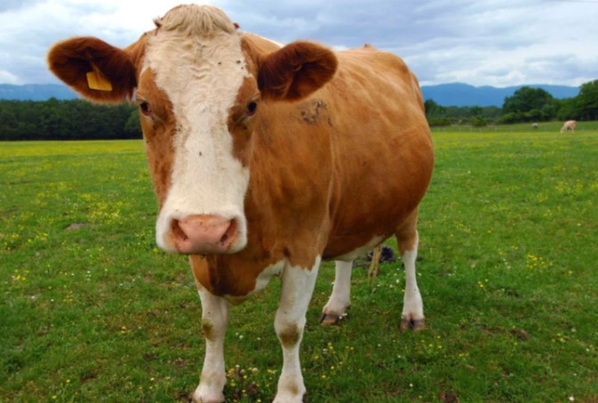 Quốc gia châu Âu ‘cấp hộ chiếu’ cho bò và lý do bất ngờ phía sau khiến cả EU phải học theo - ảnh 1