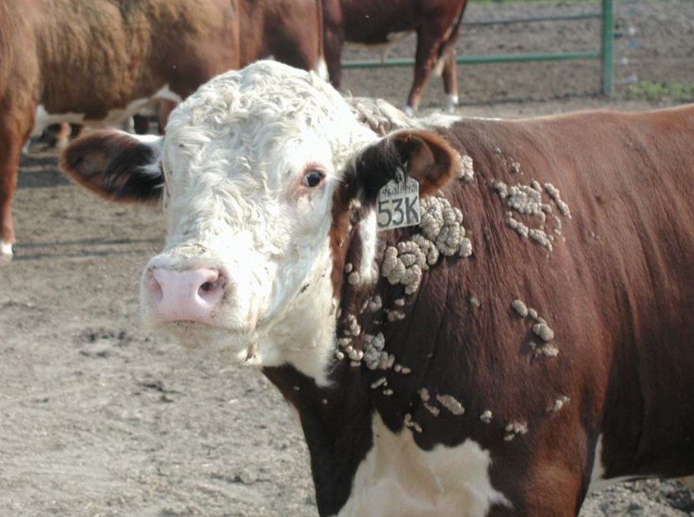 Quốc gia châu Âu ‘cấp hộ chiếu’ cho bò và lý do bất ngờ phía sau khiến cả EU phải học theo - ảnh 3