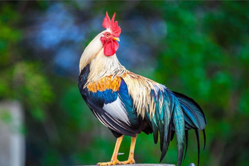 Tháng 6 Âm lịch, 4 con giáp trúng số giàu to, quý nhân đưa đường, tình duyên rực rỡ - ảnh 4