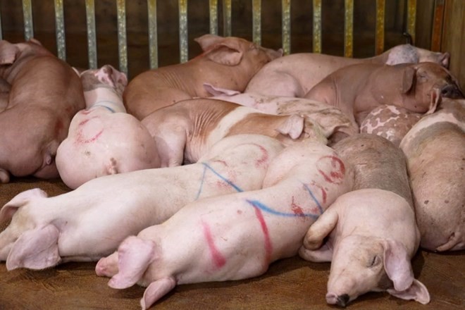 Kiểm tra khẩn cấp trong đêm, tạm giữ Lê Văn Tươi, tịch thu 5.300kg thịt dương tính với dịch tả lợn châu Phi - ảnh 3