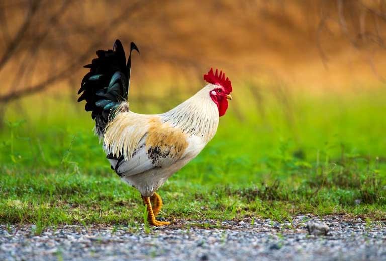 Từ giờ đến cuối năm, 3 con giáp này có cơ hội rời nhà thuê để mua chung cư - ảnh 3