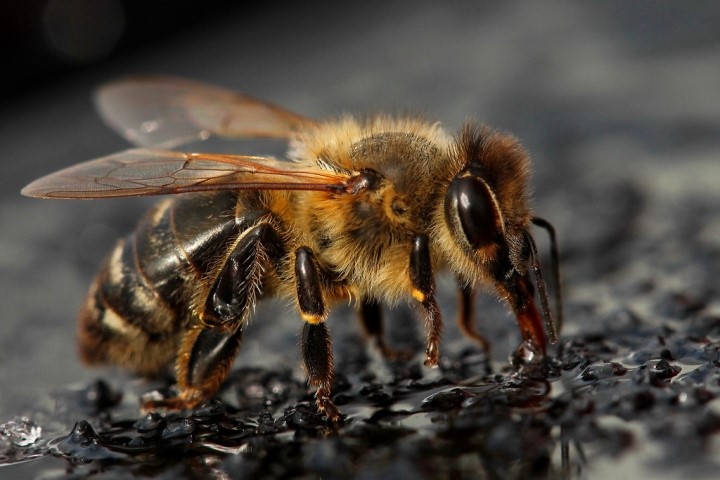 Lần đầu tiên, phát triển thành công thiết bị điều khiển não của một loài côn trùng nhằm hỗ trợ cứu nạn trong thảm họa nghiêm trọng - ảnh 2