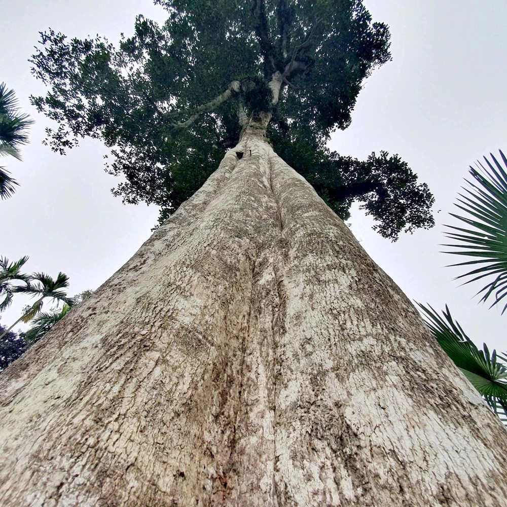 Hai gốc cây hơn 200 tuổi được ví như ‘kho báu' chính thức trở thành Cây di sản Việt Nam - ảnh 2