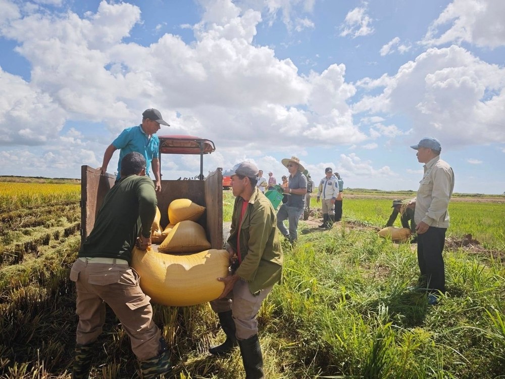 Chuyên gia Việt Nam đầu tiên vượt nửa vòng Trái Đất, sang Cuba trồng lúa - ảnh 4
