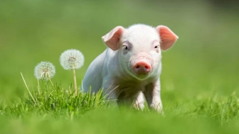 Tháng 8 Âm lịch, 3 con giáp được Thần Tài gọi tên, sự nghiệp thăng tiến, tiền vào như nước - ảnh 3