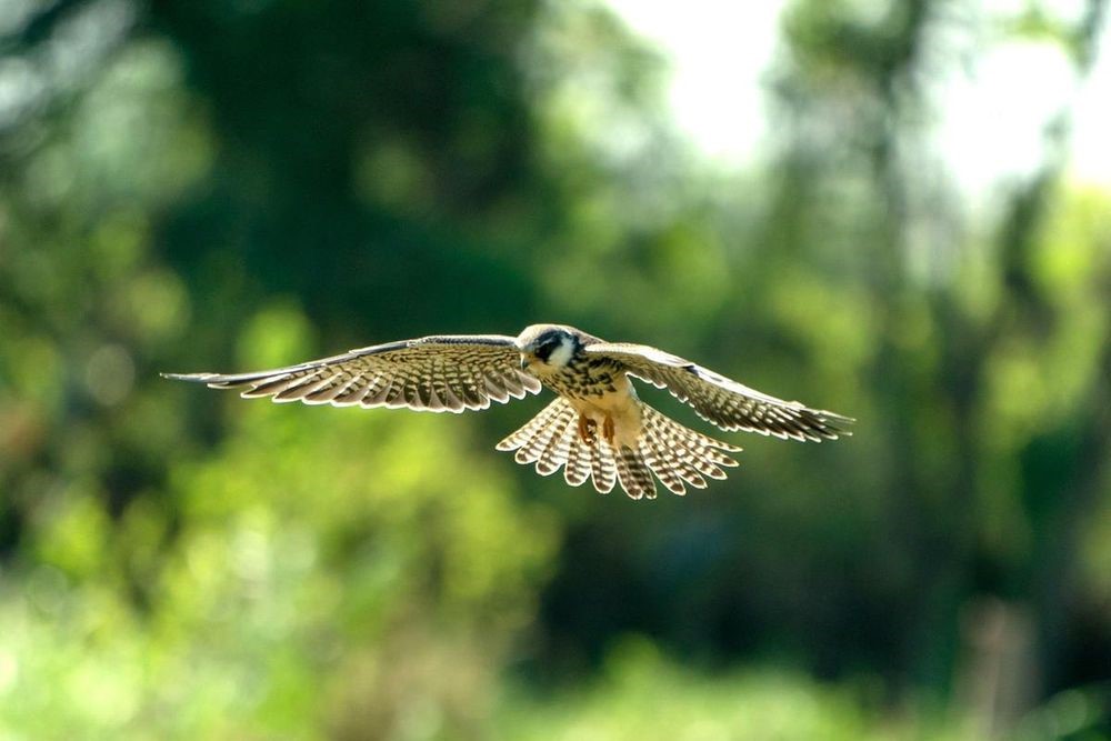 Xuất hiện 'khách lạ' cực hiếm tại Hà Nội - ảnh 1