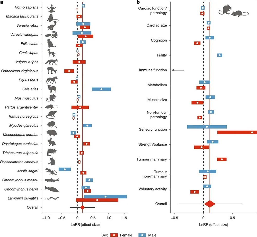 Động vật bị thiến có thể sống lâu hơn tới 20%, điều này với con người liệu có đúng? - ảnh 2