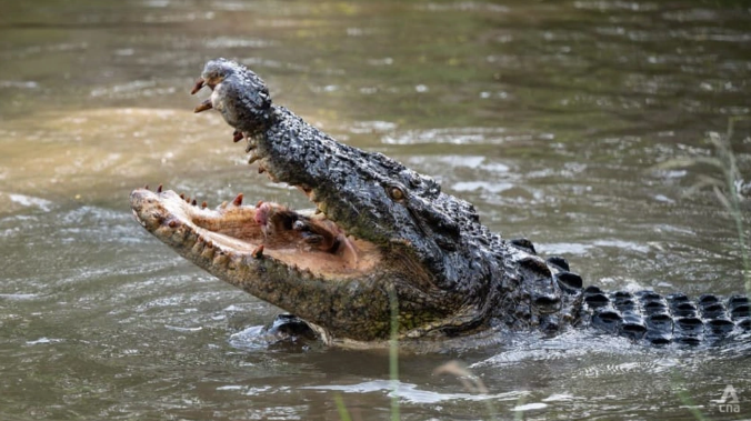 Bé trai 10 tuổi bị cá sấu tấn công, ngậm chặt thi thể khi đang bơi cùng bạn - ảnh 1