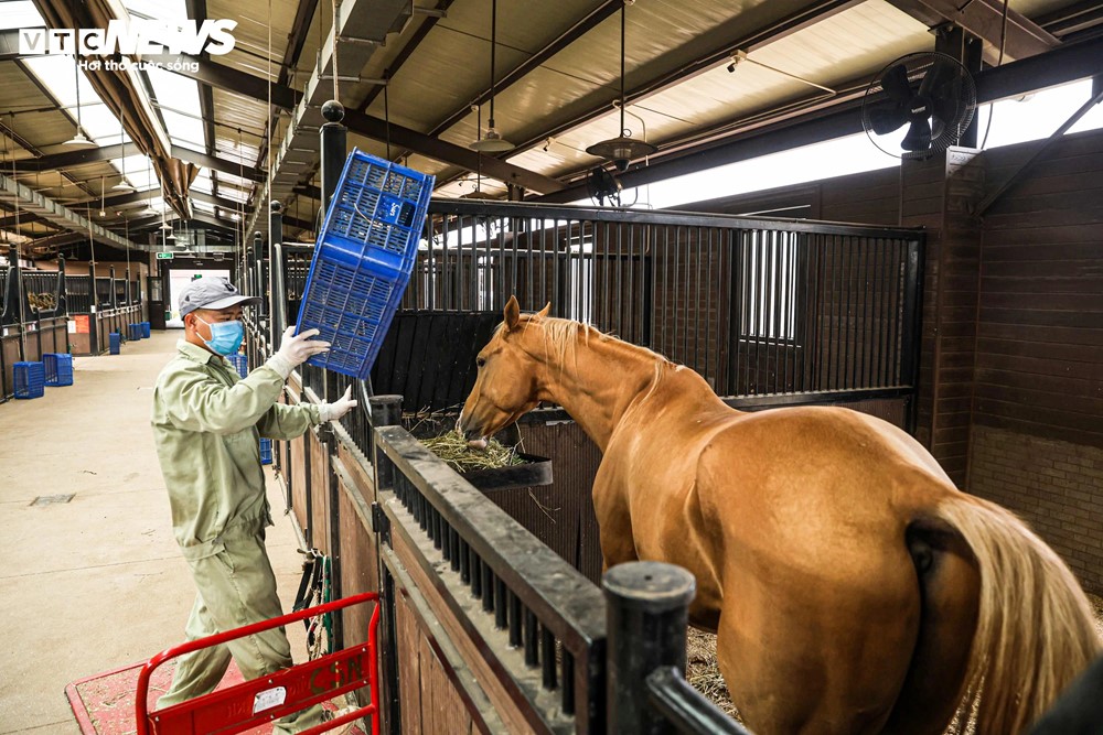 Nơi duy nhất Việt Nam nuôi dưỡng giống ngựa 'đẹp nhất thế giới' có giá triệu đô, cách Hà Nội chỉ hơn 100km - ảnh 3