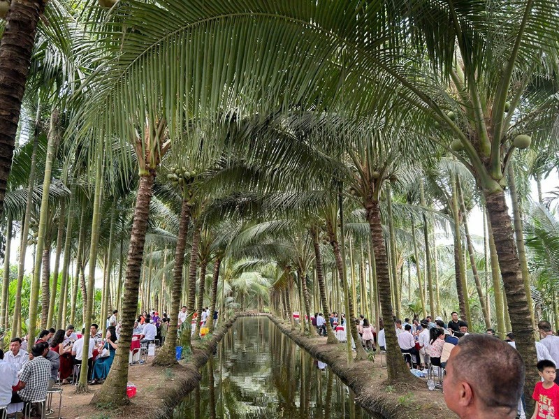 Đám cưới ‘độc lạ’ nhất Việt Nam: Chú rể làm 80 mâm cỗ, mời 700 khách ăn giữa vườn dừa 10.000m2, chuẩn bị 20 chiếc võng cho khách nằm thư giãn - ảnh 1