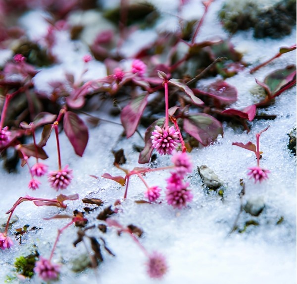 Đây là 6 điểm 'săn tuyết' đẹp nhất Việt Nam - ảnh 5