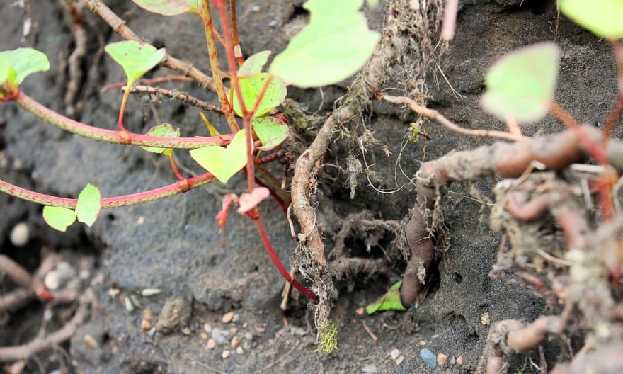 Loài cây lạ cao thêm 2,4 mét trong 1 tháng, xuyên thủng cả bê tông trở thành “ác mộng” của nước Anh - ảnh 2