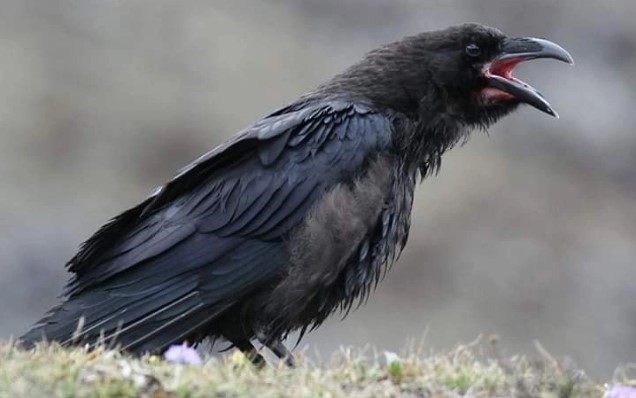 Quốc gia cao nhất thế giới, là nơi cuối cùng phổ cập truyền hình và Internet, được mệnh danh ‘vương quốc hạnh phúc’ vì điều này - ảnh 9