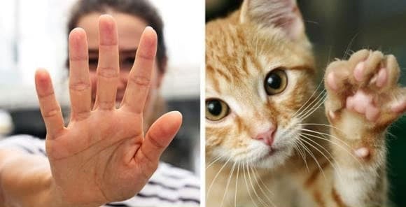 Hé lộ lý do con người có 5 ngón tay, ngón chân mà không phải 6 hay 7 ngón - ảnh 1