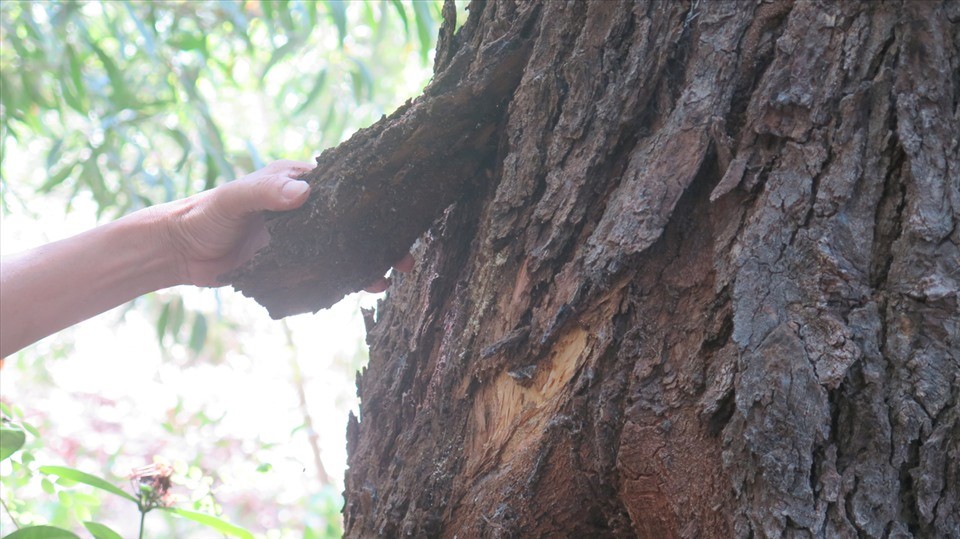 Việt Nam sở hữu loại cây gỗ quý chuyên dùng để đóng tàu thuyền, là 'hàng siêu hiếm' trên toàn thế giới - ảnh 1