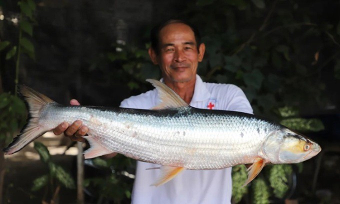 Loài cá khổng lồ bất ngờ tái xuất trên sông Mekong sau gần 20 năm 'mất tích' - ảnh 1