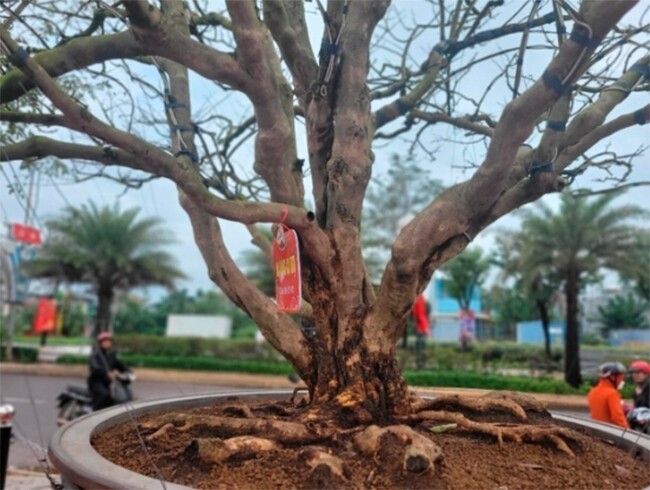 Thu mua loại cây hỏng mang về làm thành bonsai thế đẹp, gia chủ được trả 3,5 tỷ vẫn không chịu bán - ảnh 3